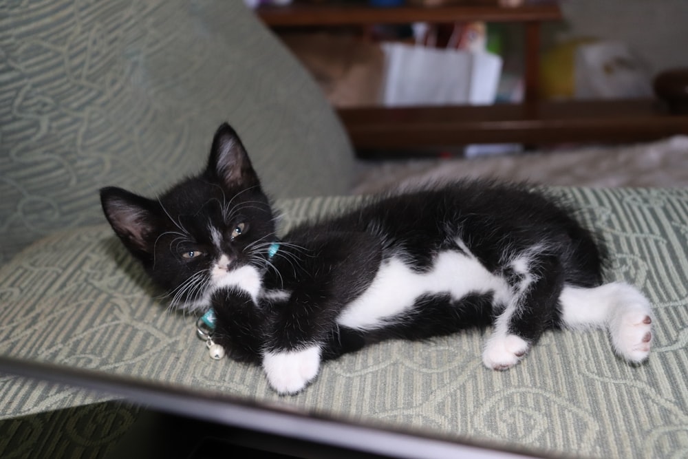 um gato preto e branco deitado em um sofá