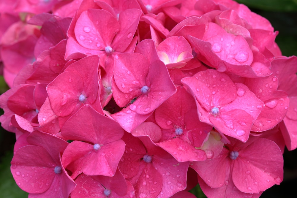 a group of pink flowers