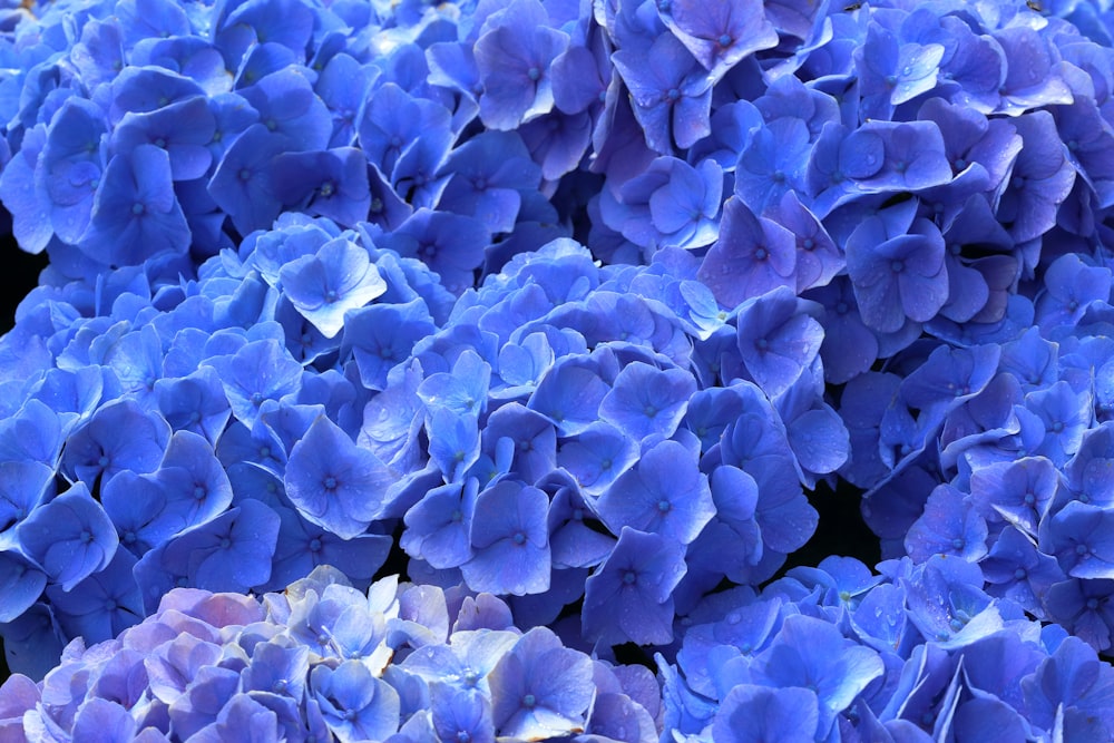 un grand groupe de fleurs bleues