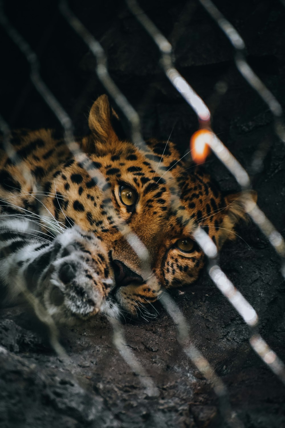 Ein Tiger liegt auf dem Boden