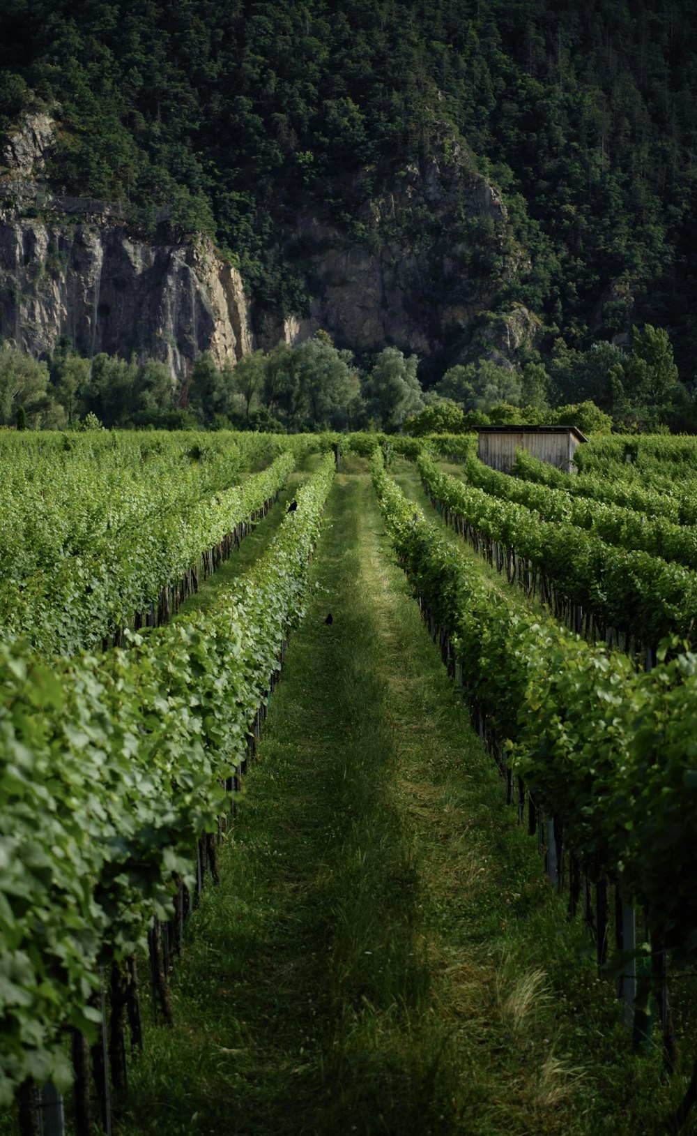 rows of green vines