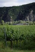 A modern building is nestled in a lush, green vineyard with rows of grapevines stretching into the distance. The vineyard is surrounded by dense forest-covered hills and rocky cliffs under a partially cloudy sky.