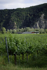 A sleek winery tasting room with large windows overlooking lush grapevines.