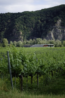 A modern building is nestled in a lush, green vineyard with rows of grapevines stretching into the distance. The vineyard is surrounded by dense forest-covered hills and rocky cliffs under a partially cloudy sky.