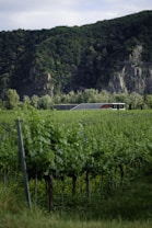 A modern building is nestled in a lush, green vineyard with rows of grapevines stretching into the distance. The vineyard is surrounded by dense forest-covered hills and rocky cliffs under a partially cloudy sky.