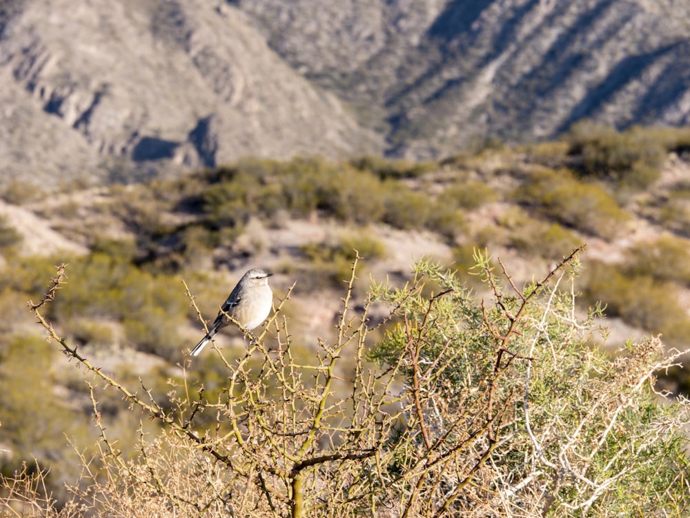 a bird sits on a branch