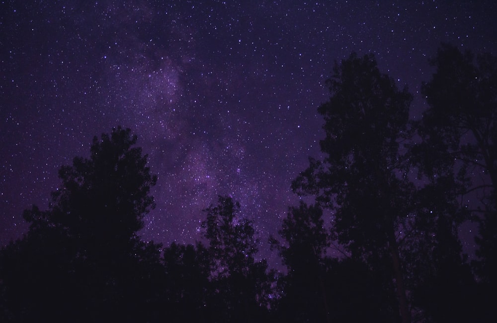 trees and stars in the sky