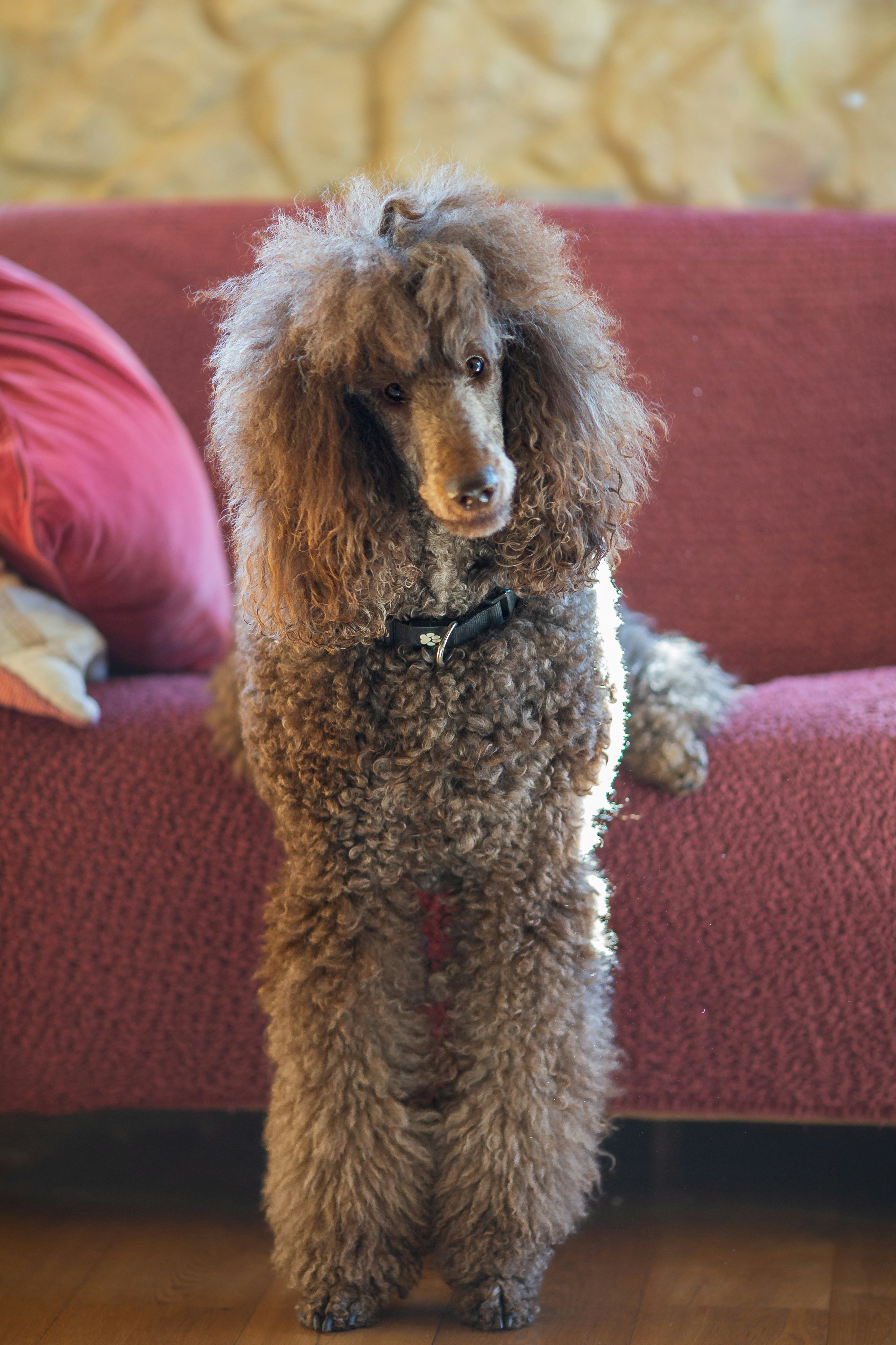 Poodle hanging off couch