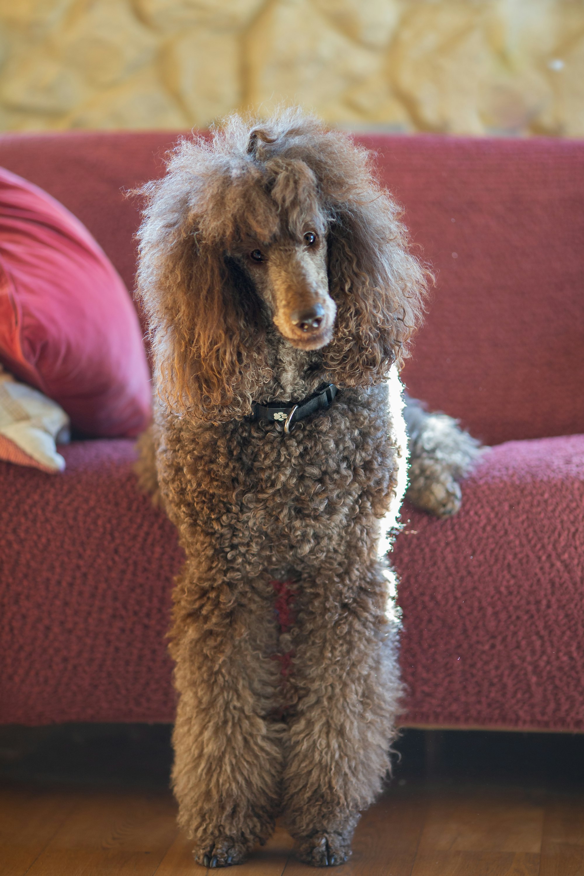 Poodle hanging off couch
