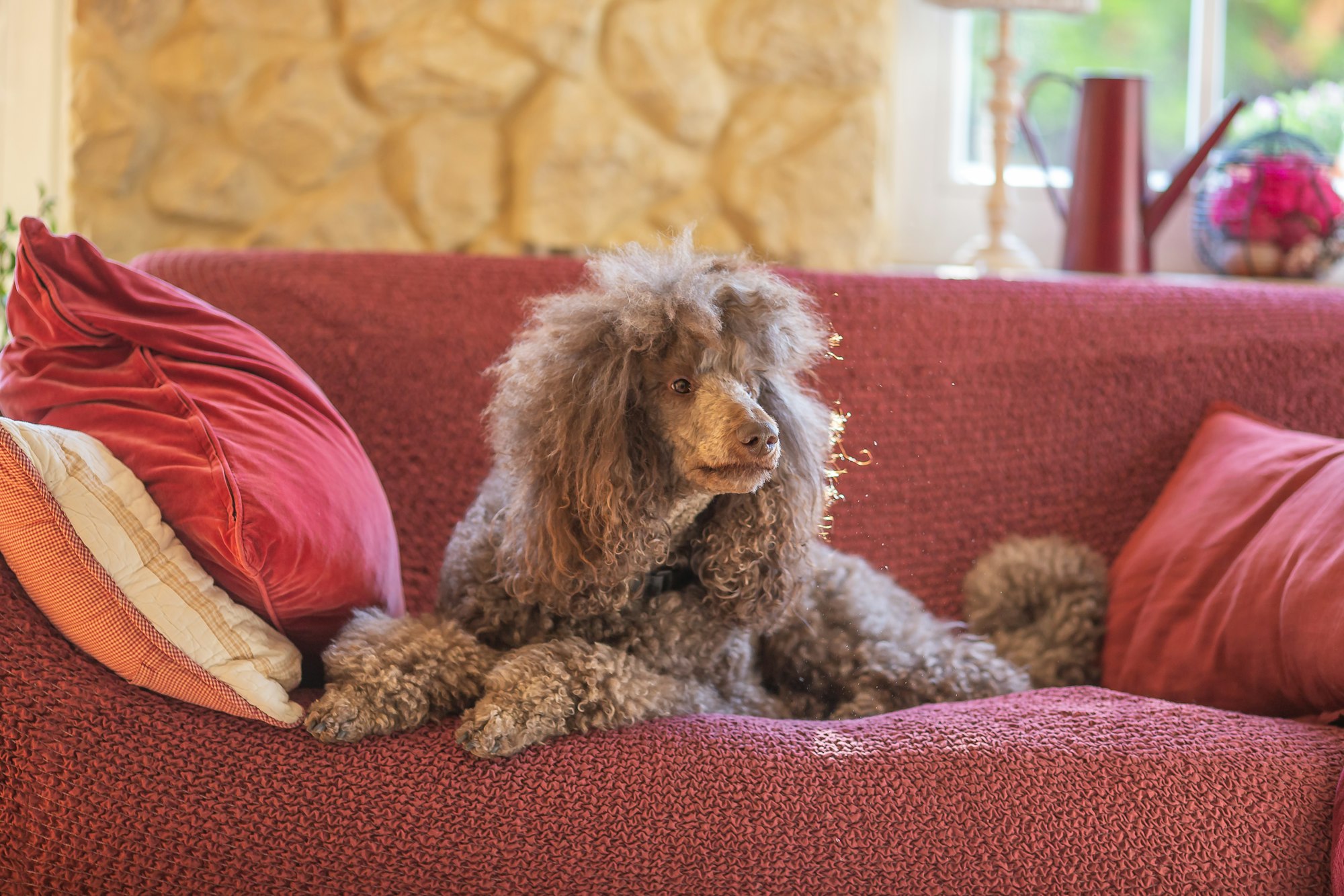 can standard poodle be lazy