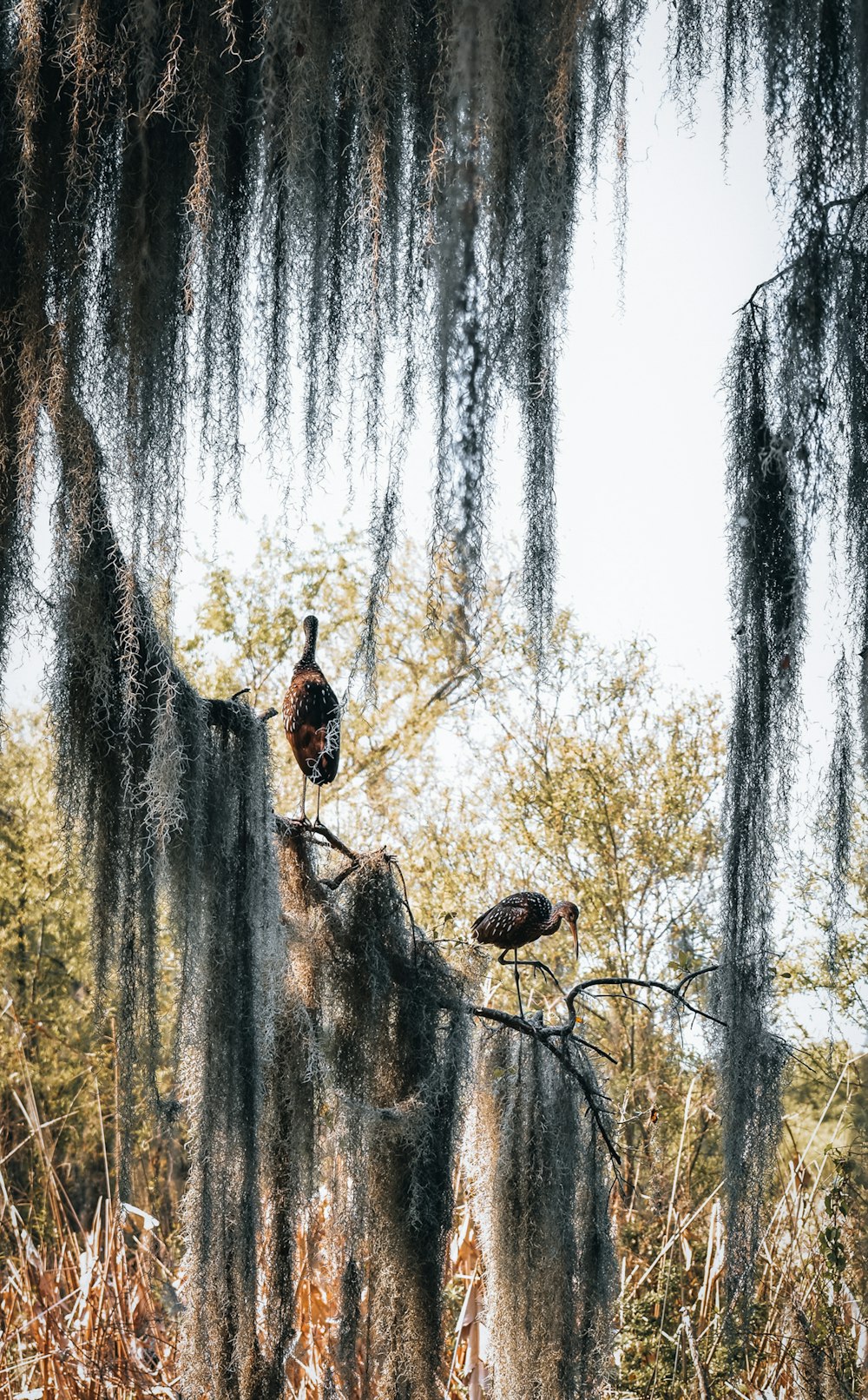 a couple of birds on a tree