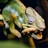 A colorful chameleon with a textured skin pattern is seen gripping a worm in its mouth. The chameleon's scales display a blend of green, yellow, and orange hues, and its eye has intricate details with a focused gaze. The background is slightly blurred, accentuating the chameleon and its prey.