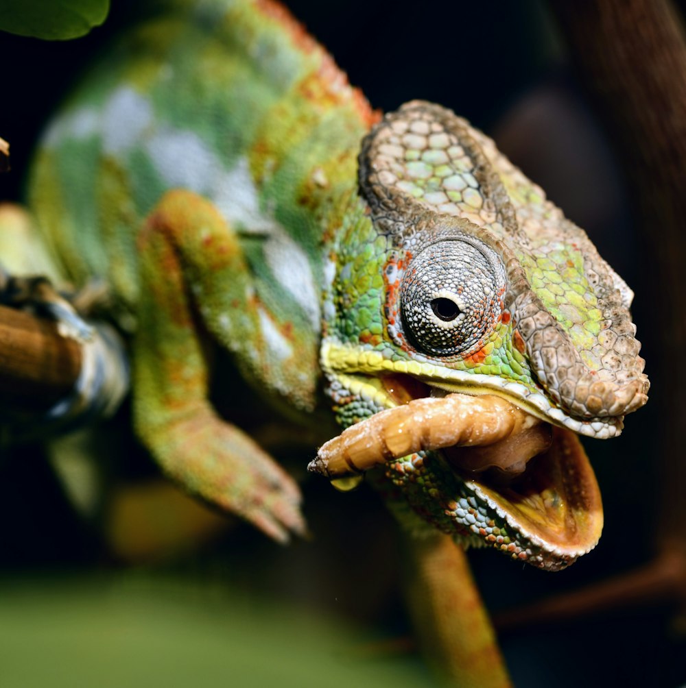 a close up of a frog