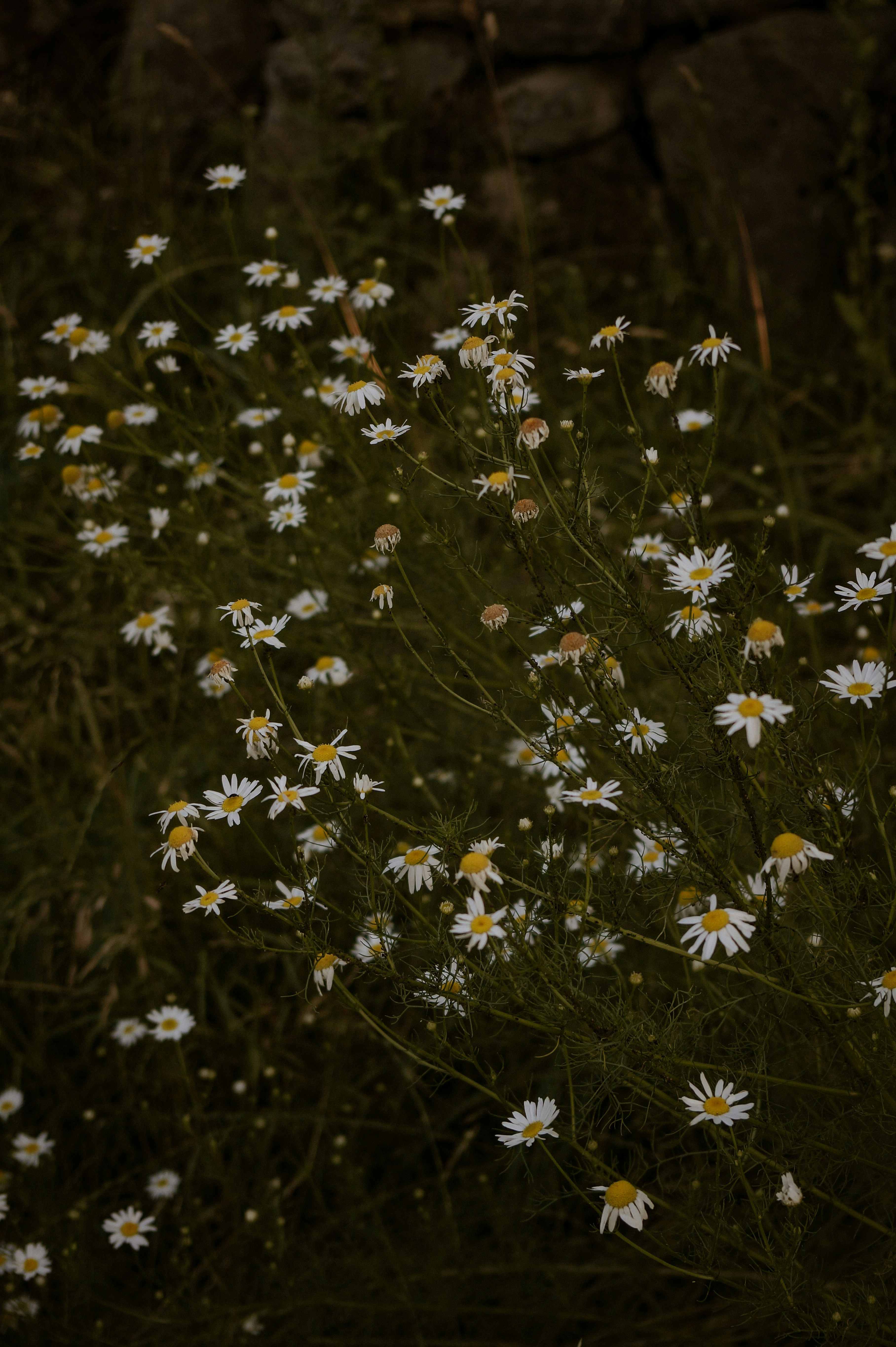 Photo by valentine_ivanova