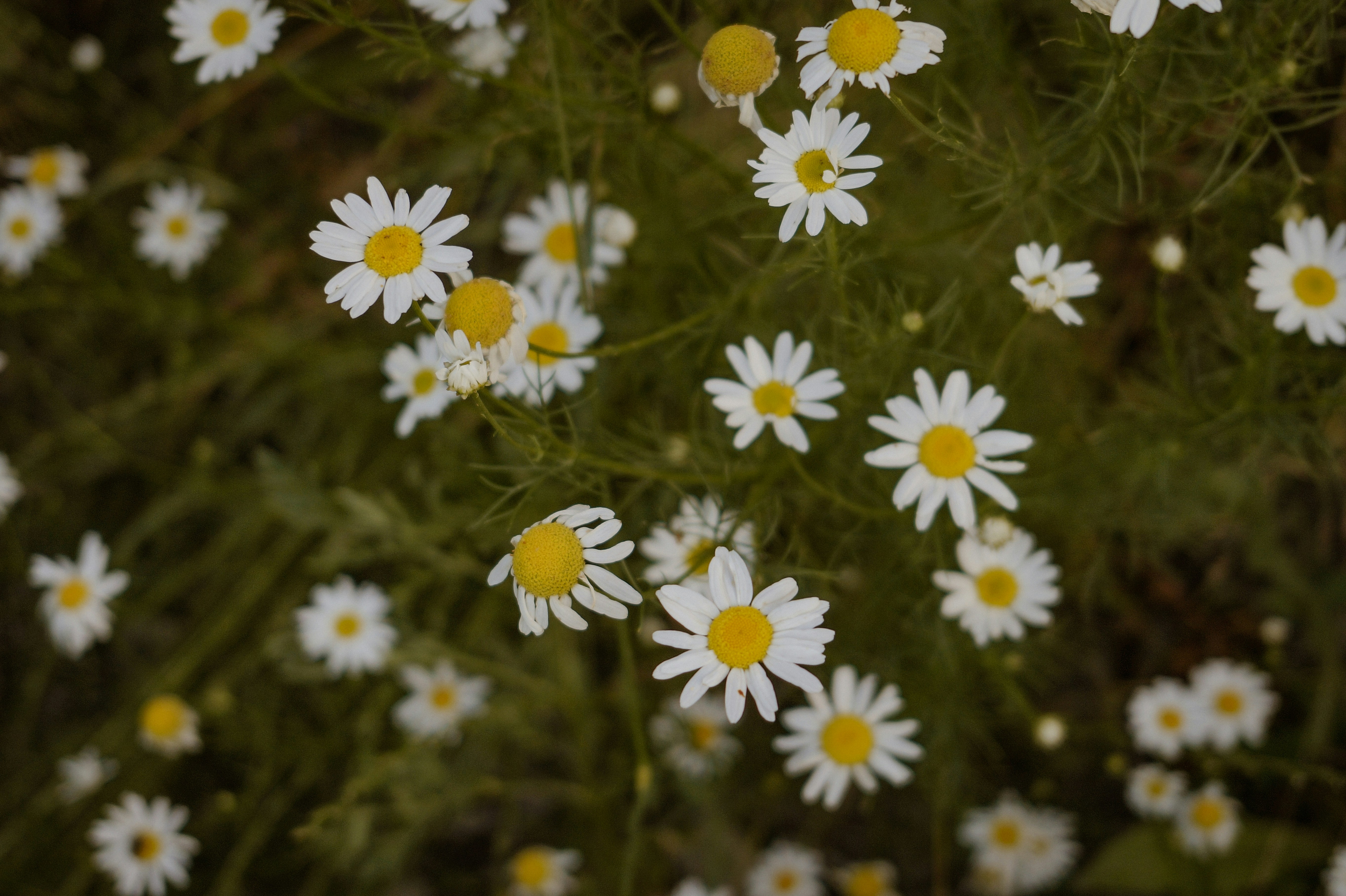 Photo by valentine_ivanova