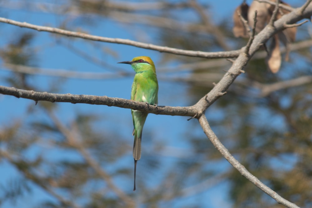 a bird sitting on a branch