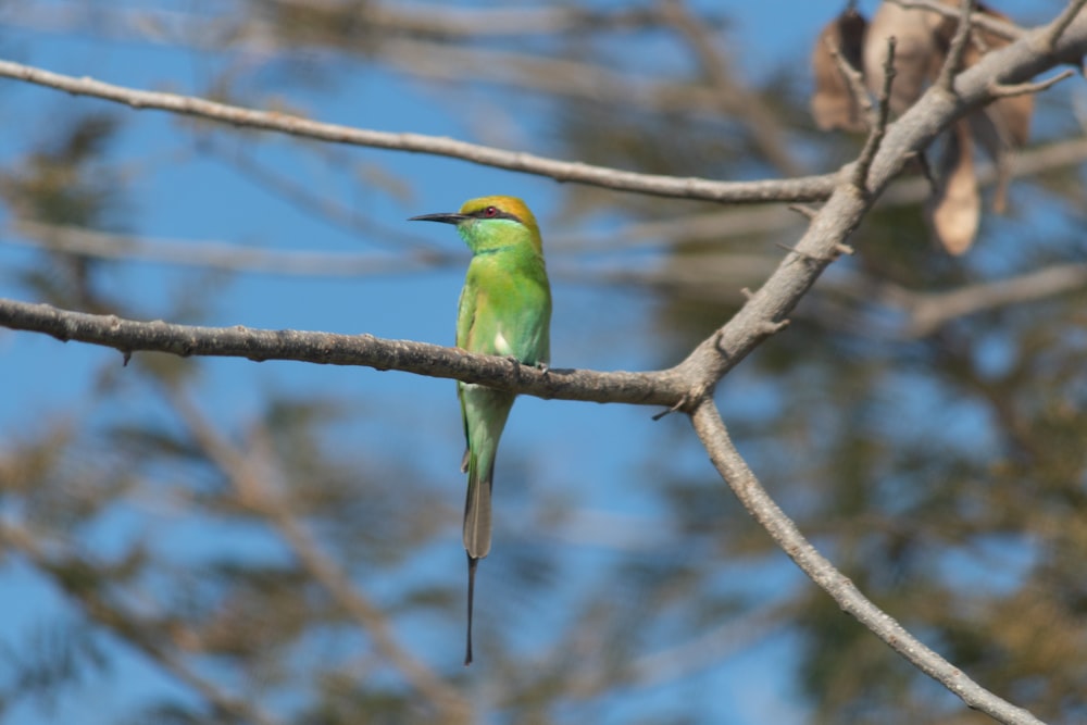 un oiseau assis sur une branche