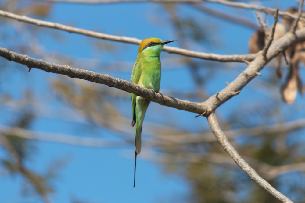 a bird sitting on a branch