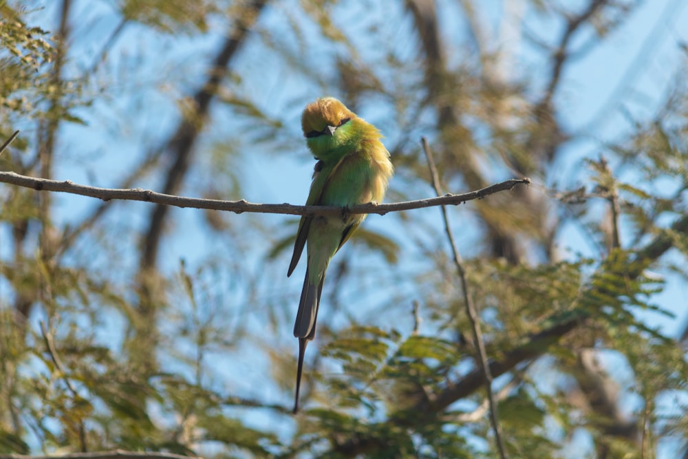 un oiseau assis sur une branche