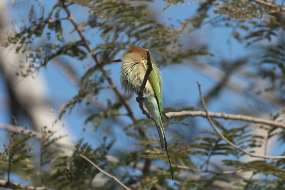 a bird perched on a branch