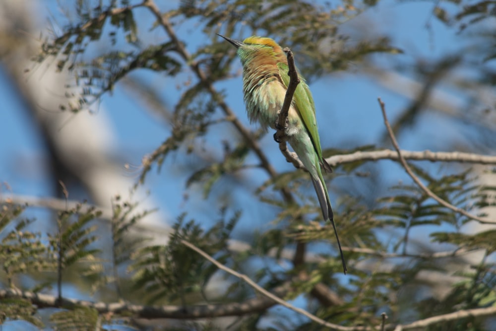 a bird perched on a tree branch