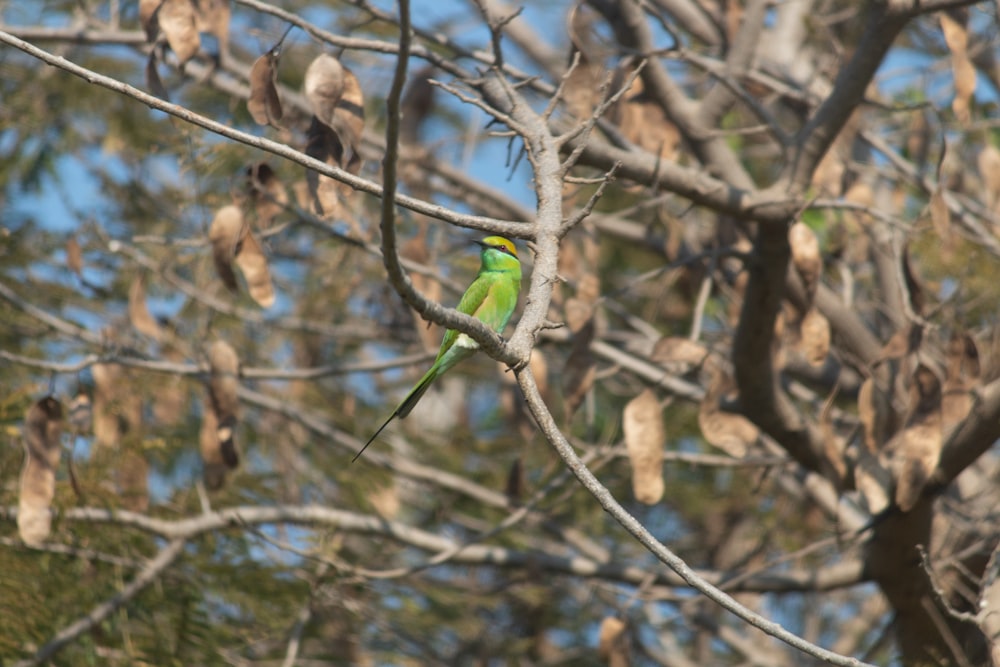 a group of birds on a tree