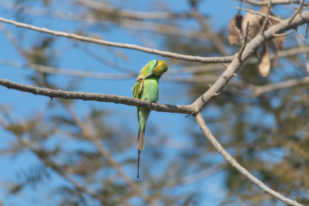 two birds sitting on a tree branch