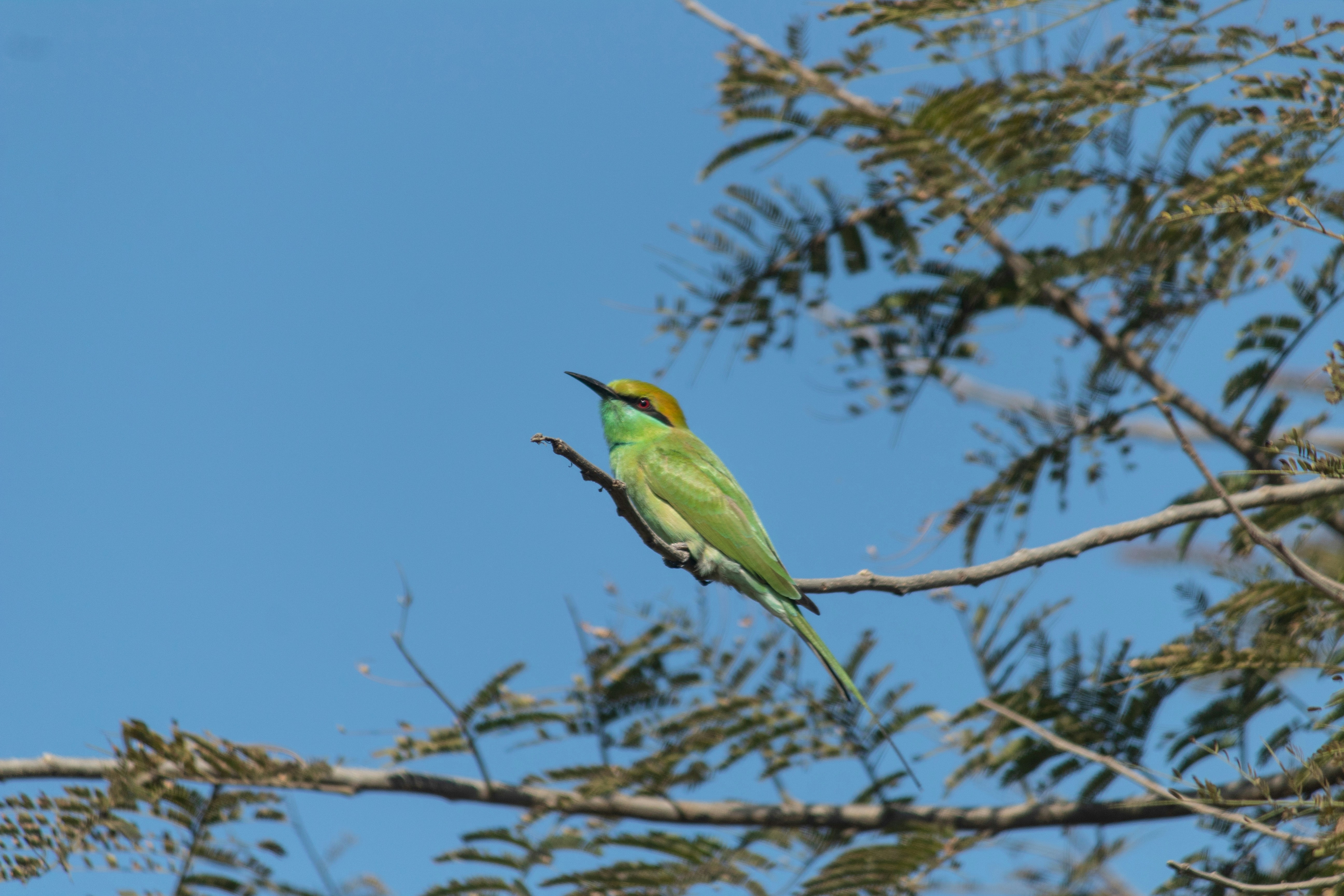 Photo by priyanshh32