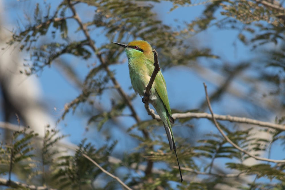 a bird perched on a branch