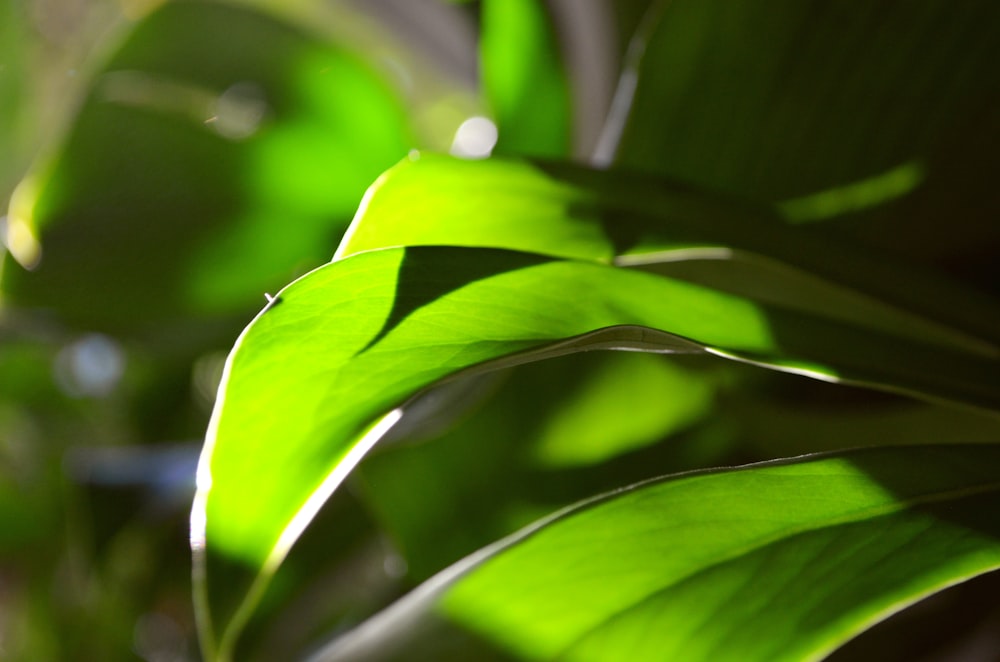 close up of a plant