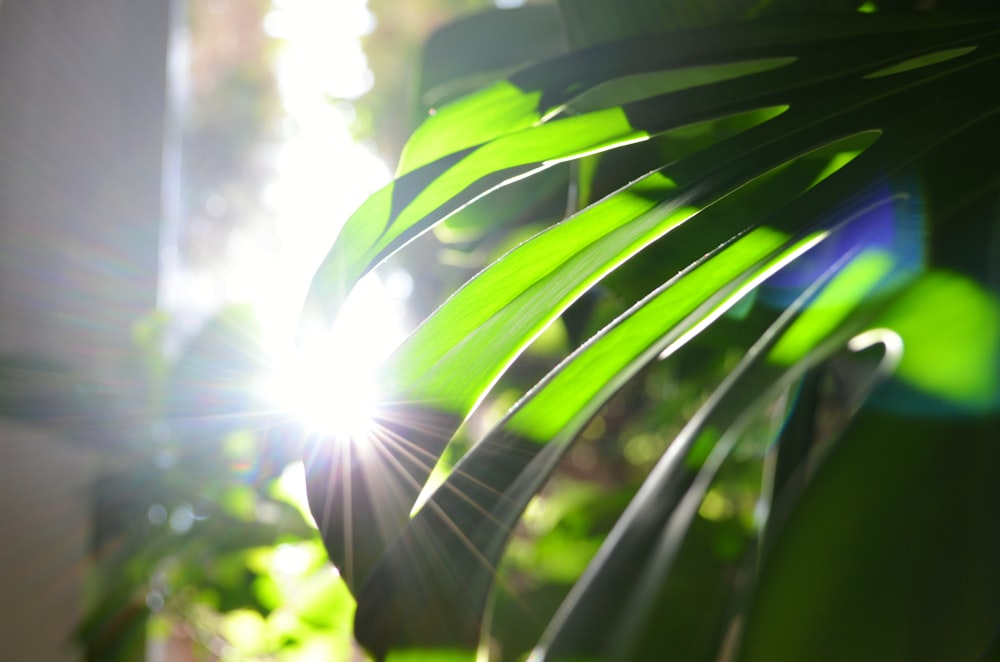 a close up of a plant