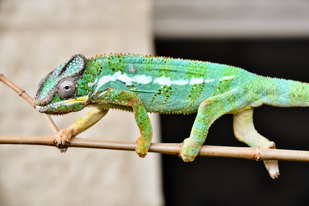 a green and blue lizard on a branch