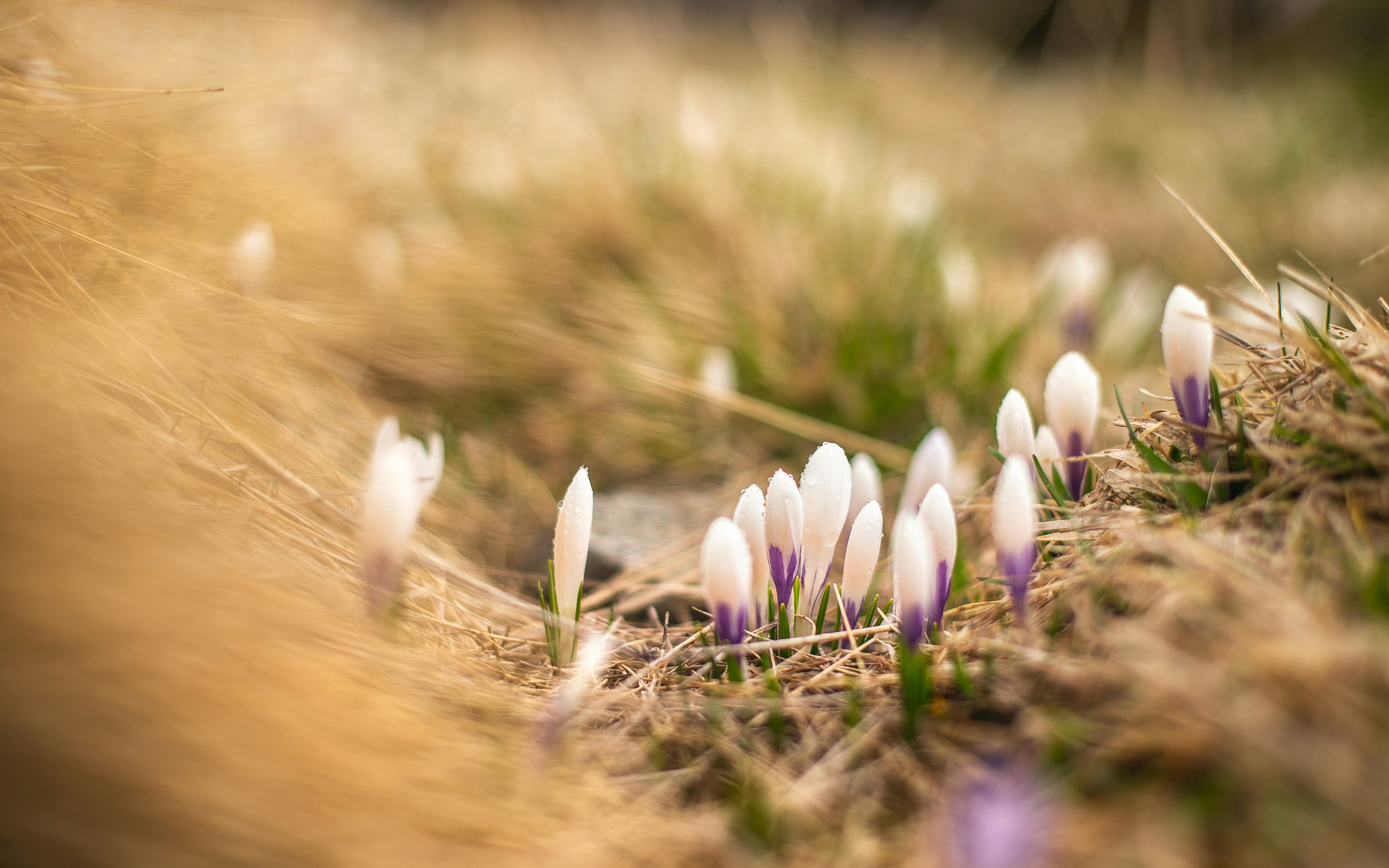 Photo by marekpiwnicki