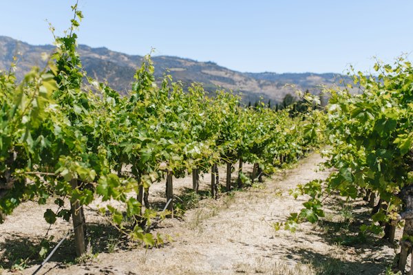 Rows of trees in a field — Napa Valley, United States