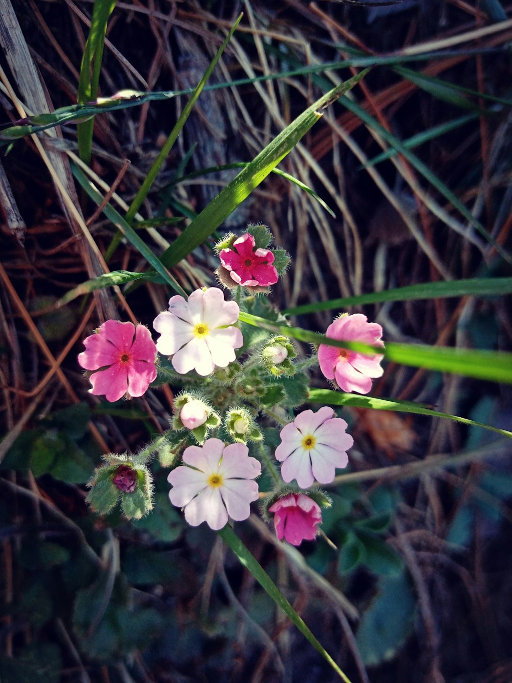 a group of flowers