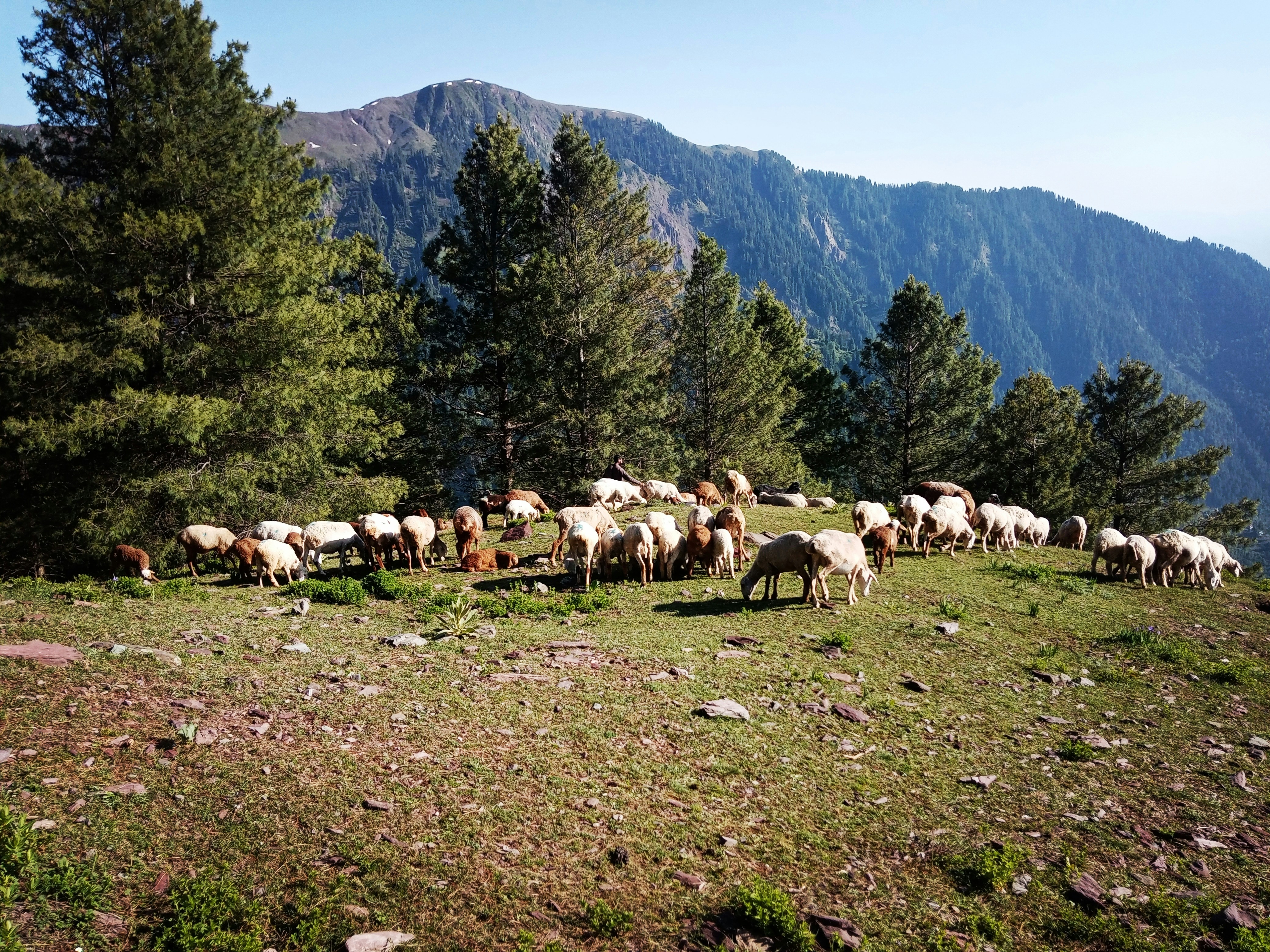 Photo by hamza_kanshian_