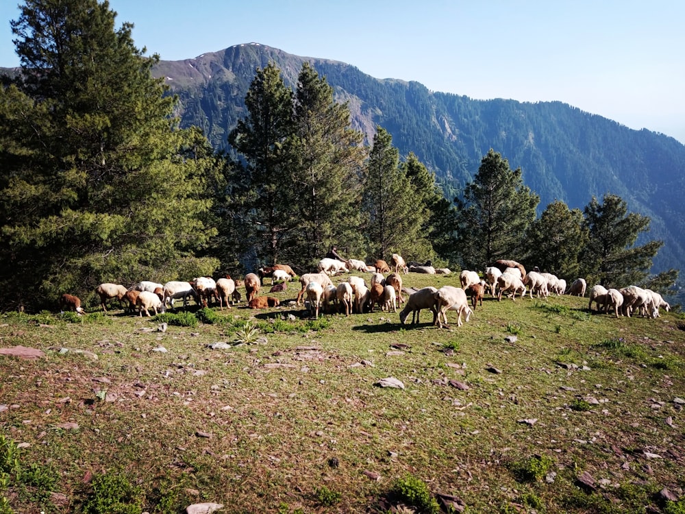 a herd of sheep grazing