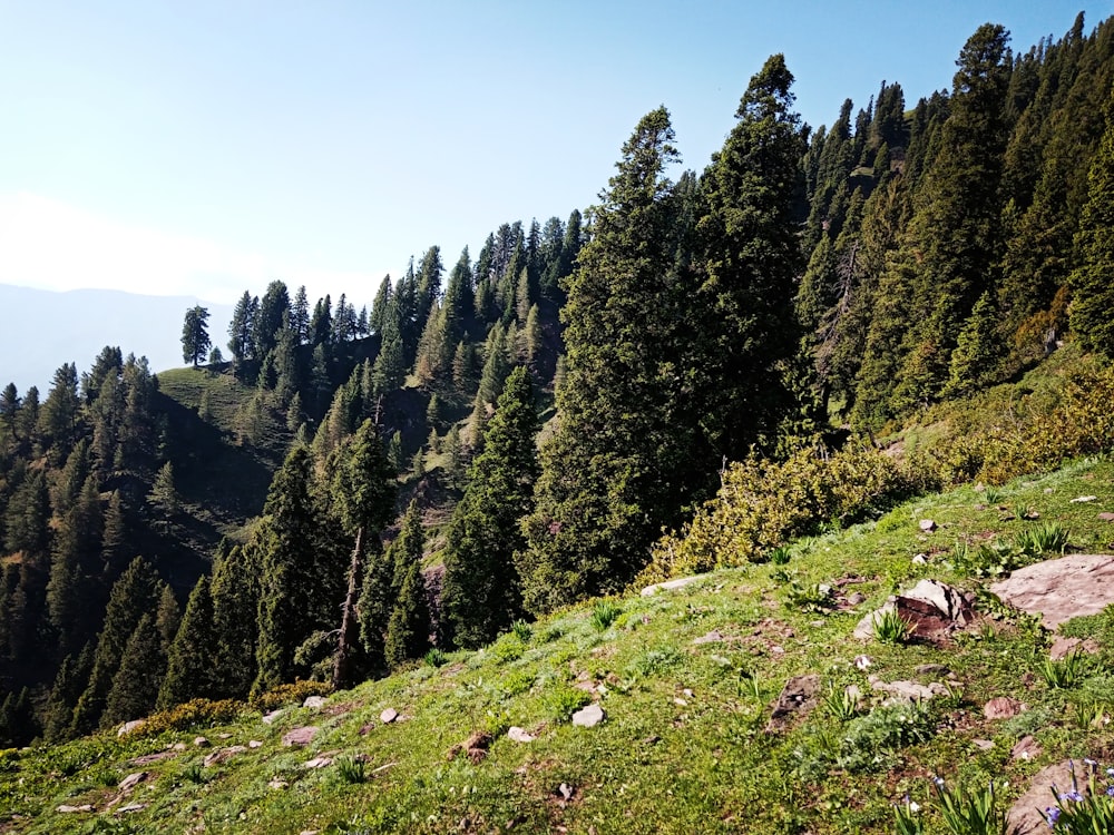 a grassy hill with trees on it