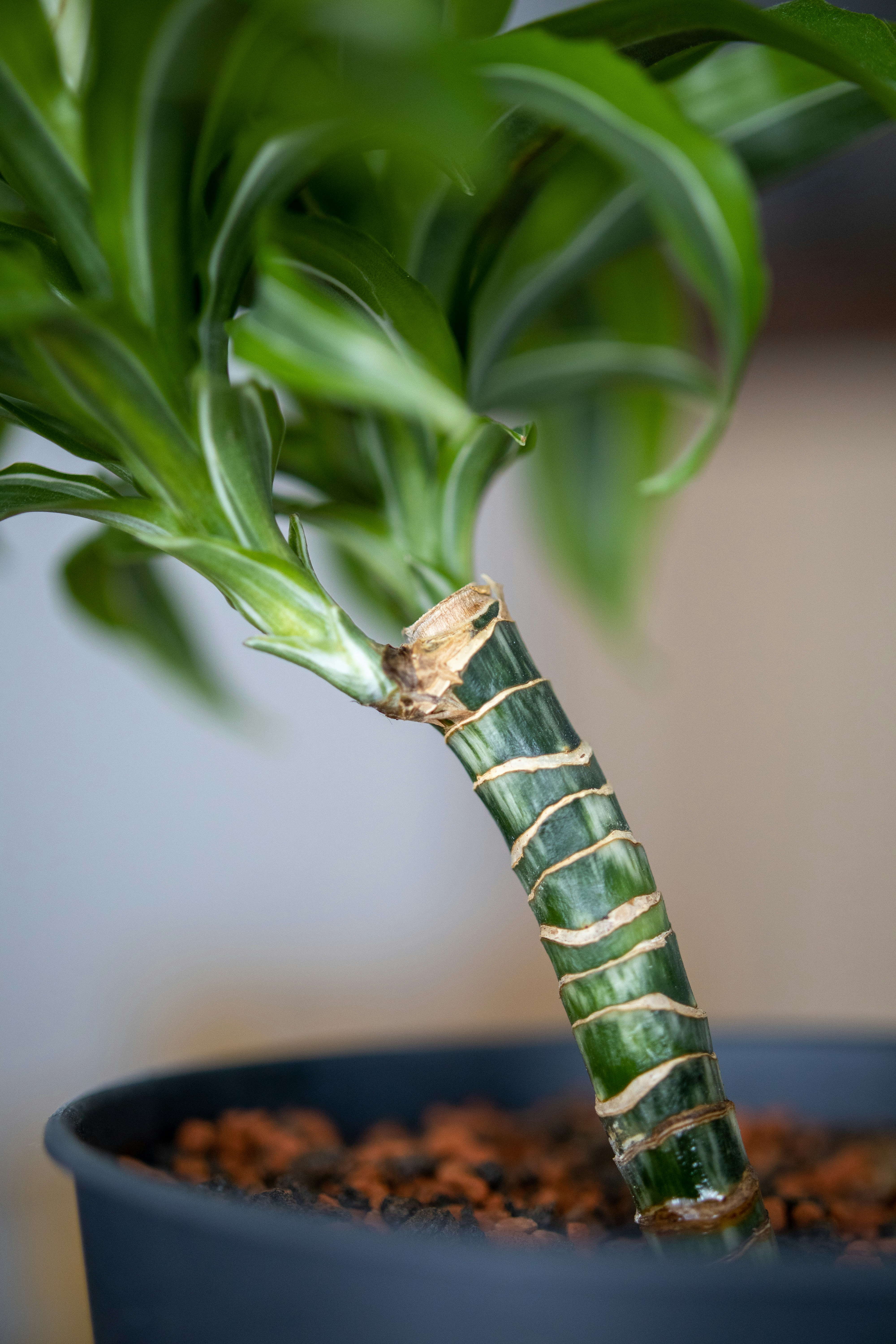 Plants idea 6