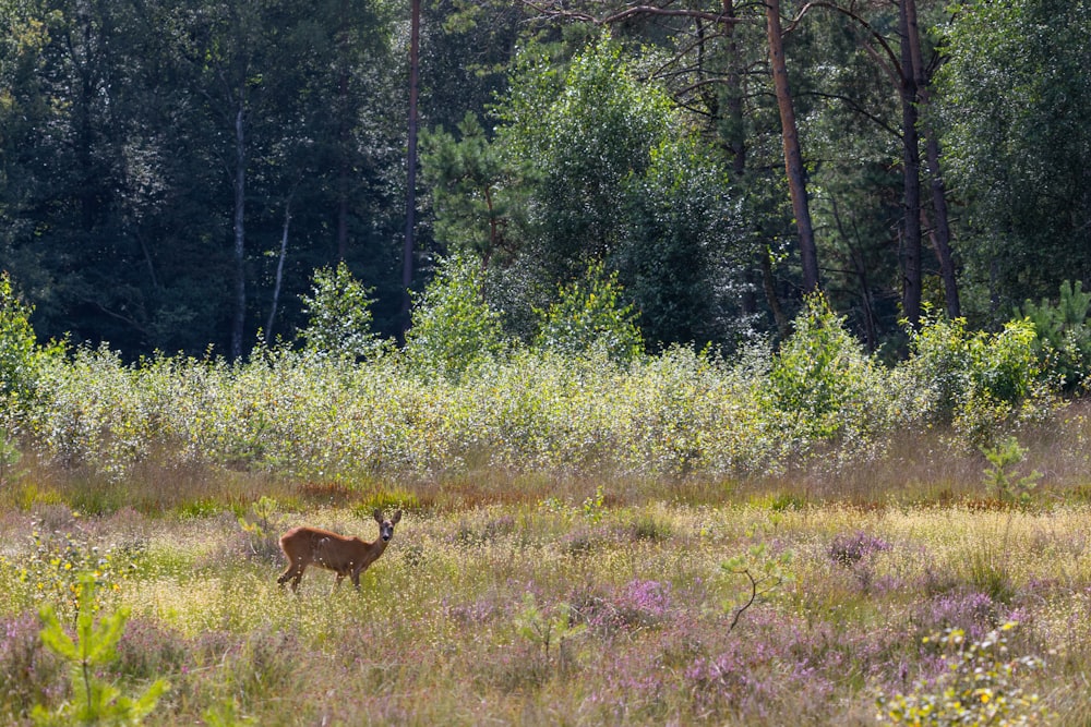 a deer in a meadow