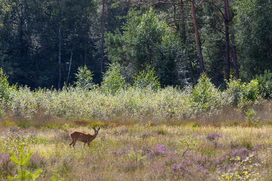Ree in een open veld