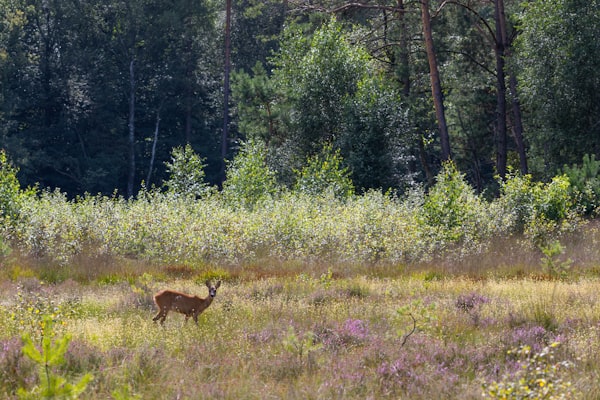 Natuur, hert