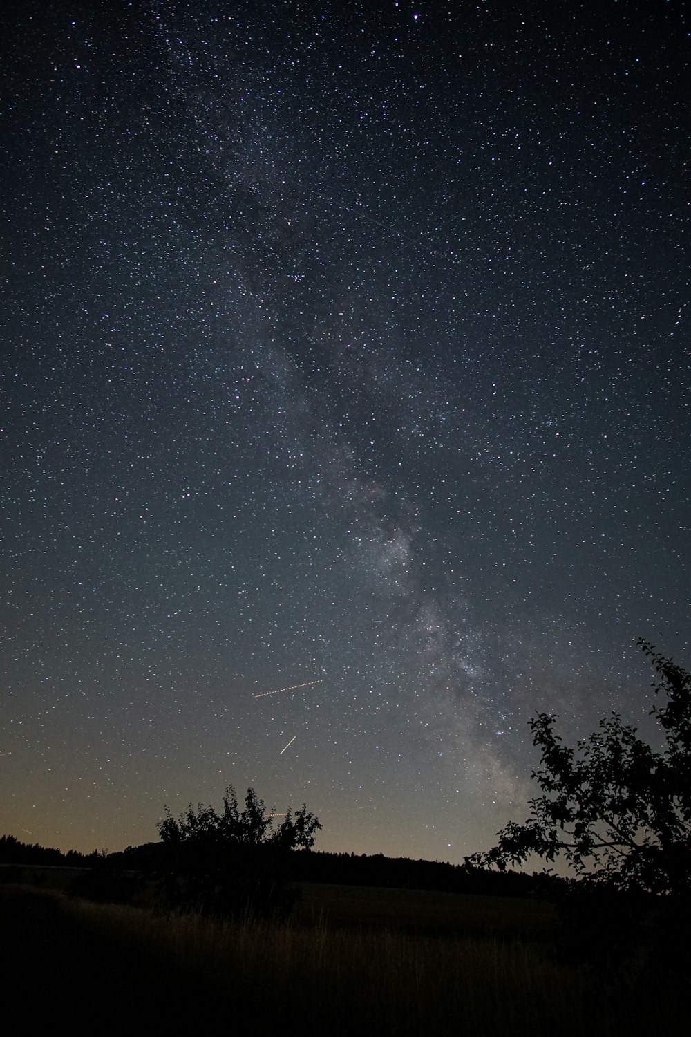 Un ciel étoilé au-dessus des arbres