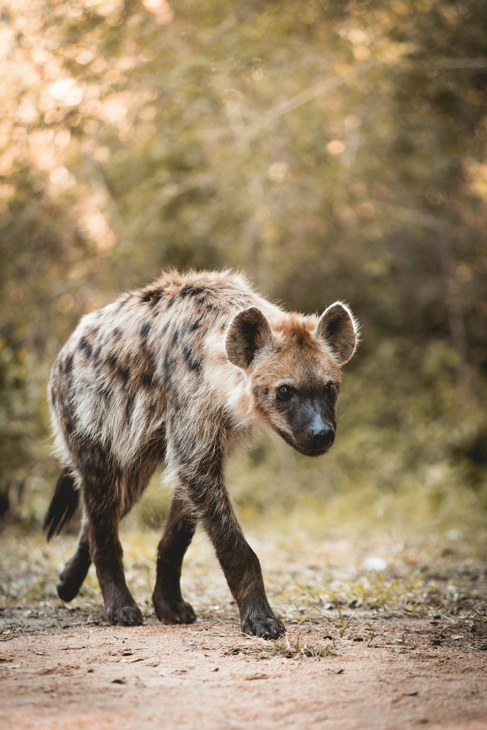 a brown bear walking across a dirt field