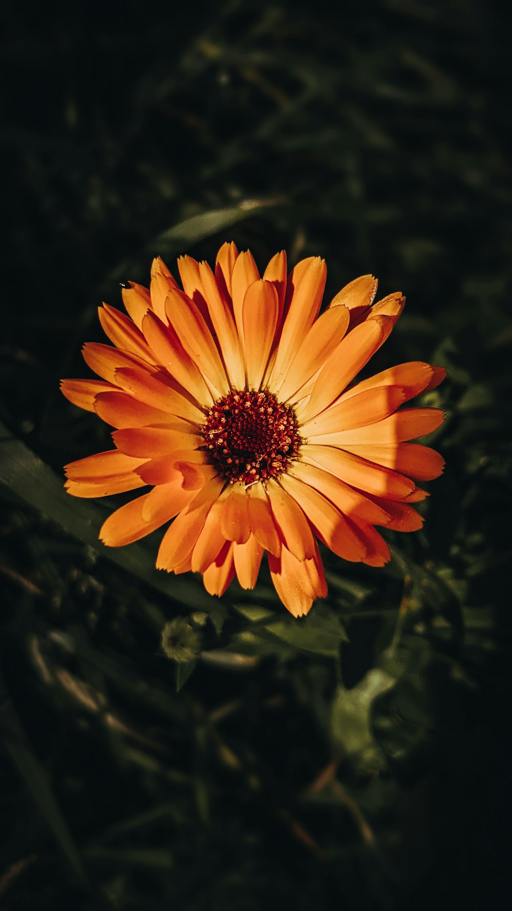 a close up of a flower