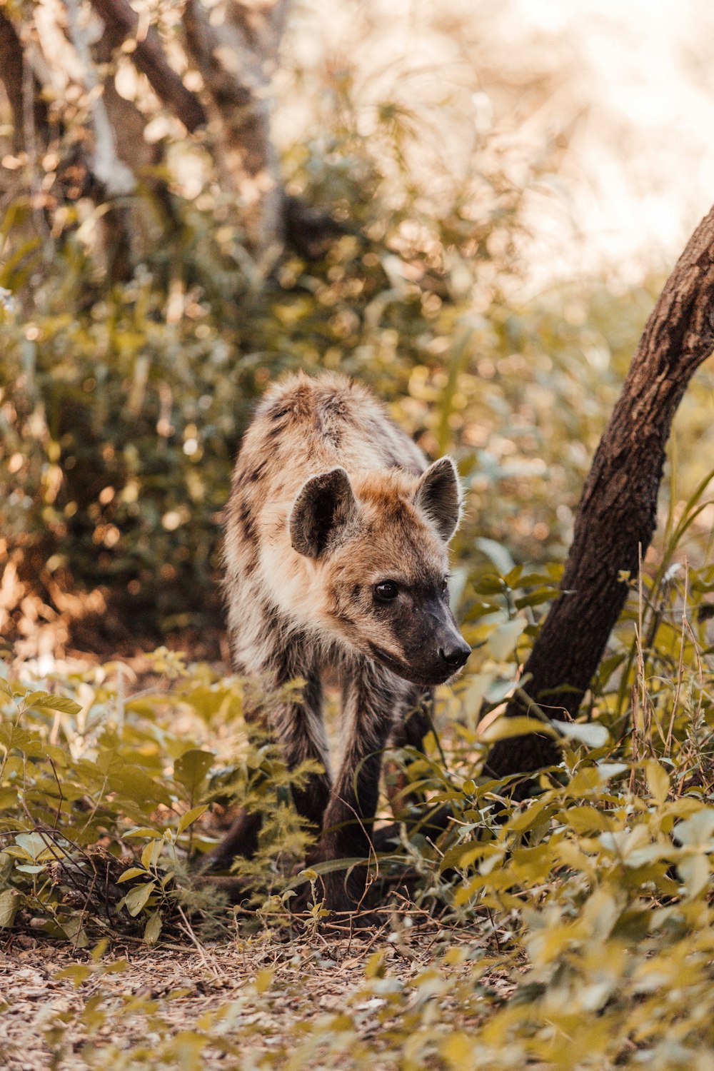 a small animal in the woods