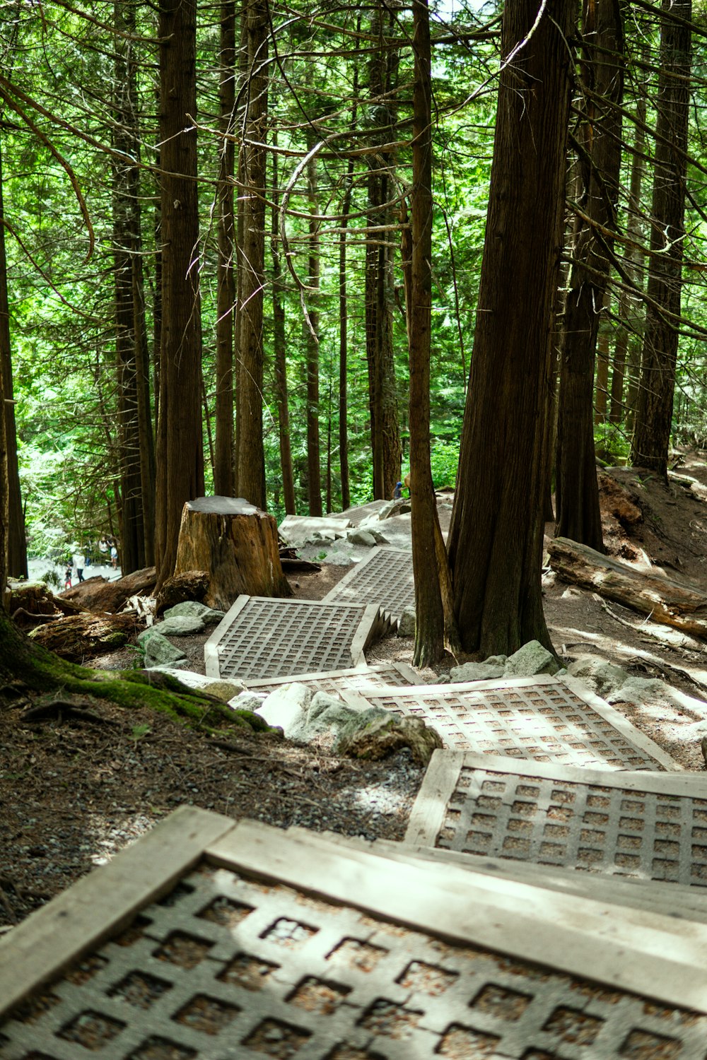 Un grupo de árboles en un bosque