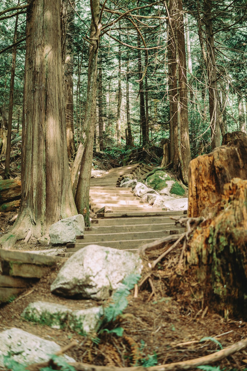 a stone staircase in a forest