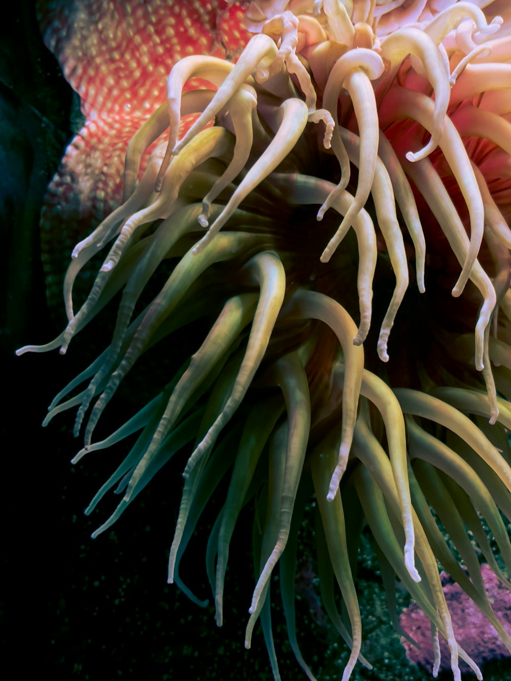 a close-up of a sea plant