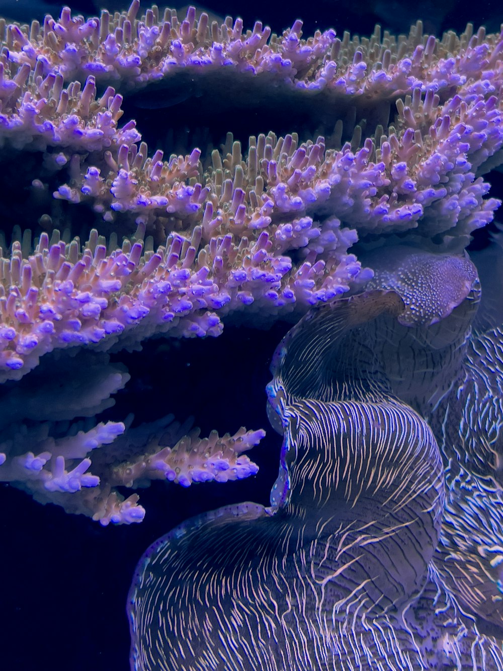 a close-up of some coral